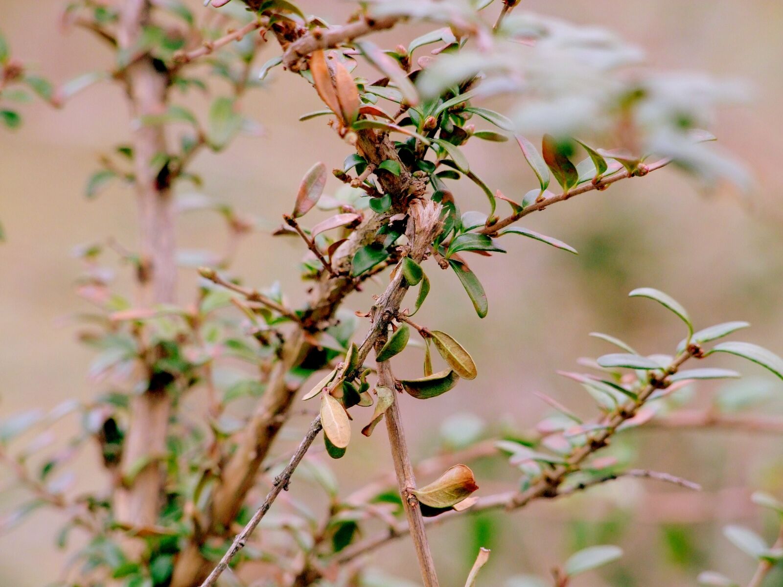 Fujifilm FinePix S100fs sample photo. Sheet, foliage, nature photography