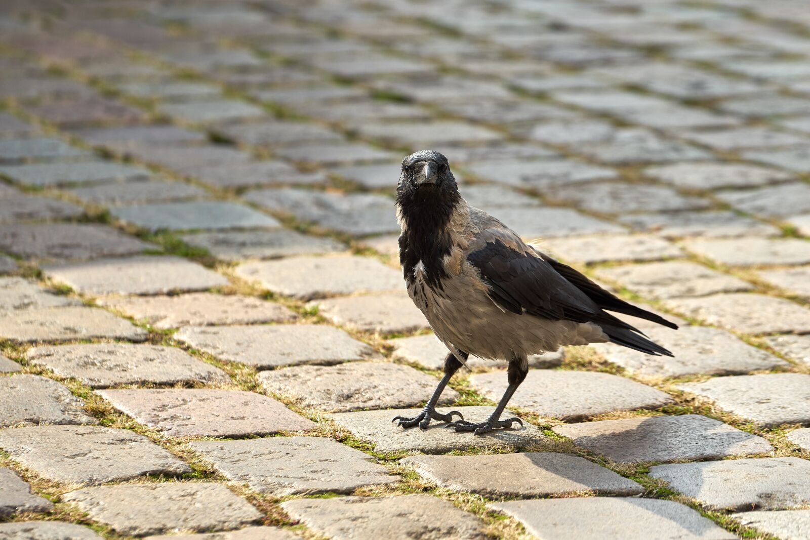 Sony FE 70-200mm F4 G OSS sample photo. Raven, bird, crow photography