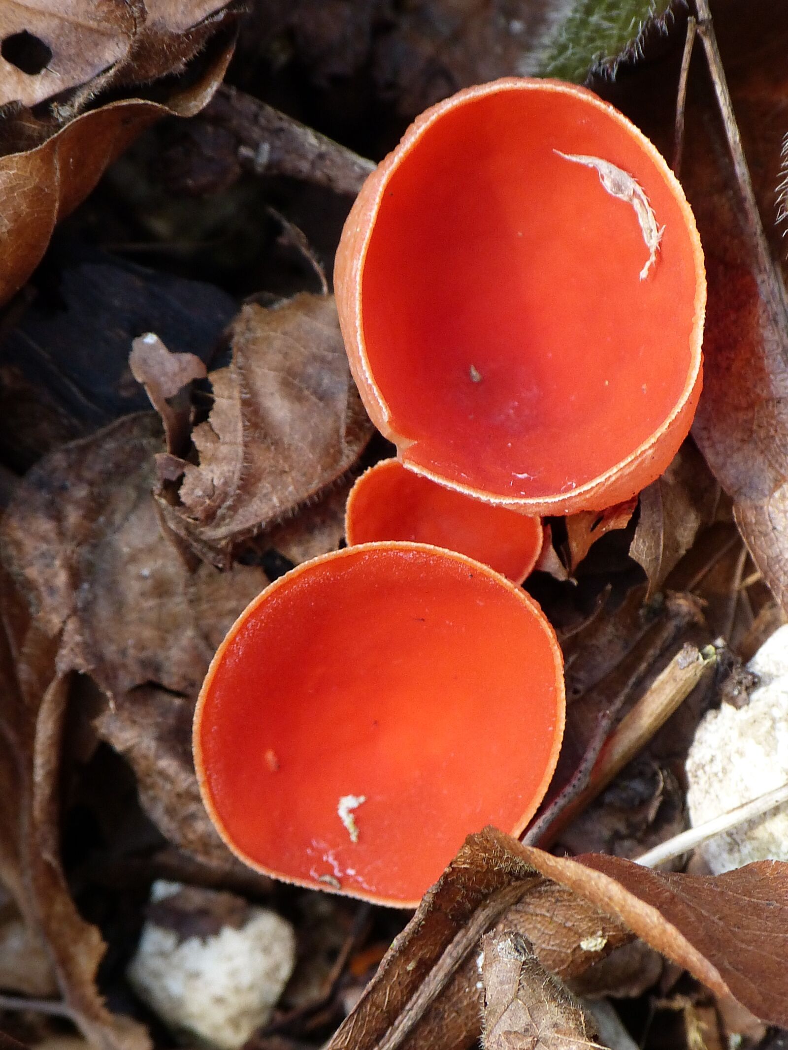 Panasonic Lumix DMC-FZ150 sample photo. Vermilion kelchbecherling, mushroom, scarlet photography