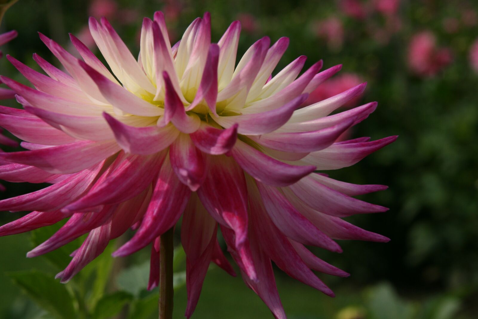 Canon EOS 400D (EOS Digital Rebel XTi / EOS Kiss Digital X) sample photo. Dahlia, blossom, bloom photography