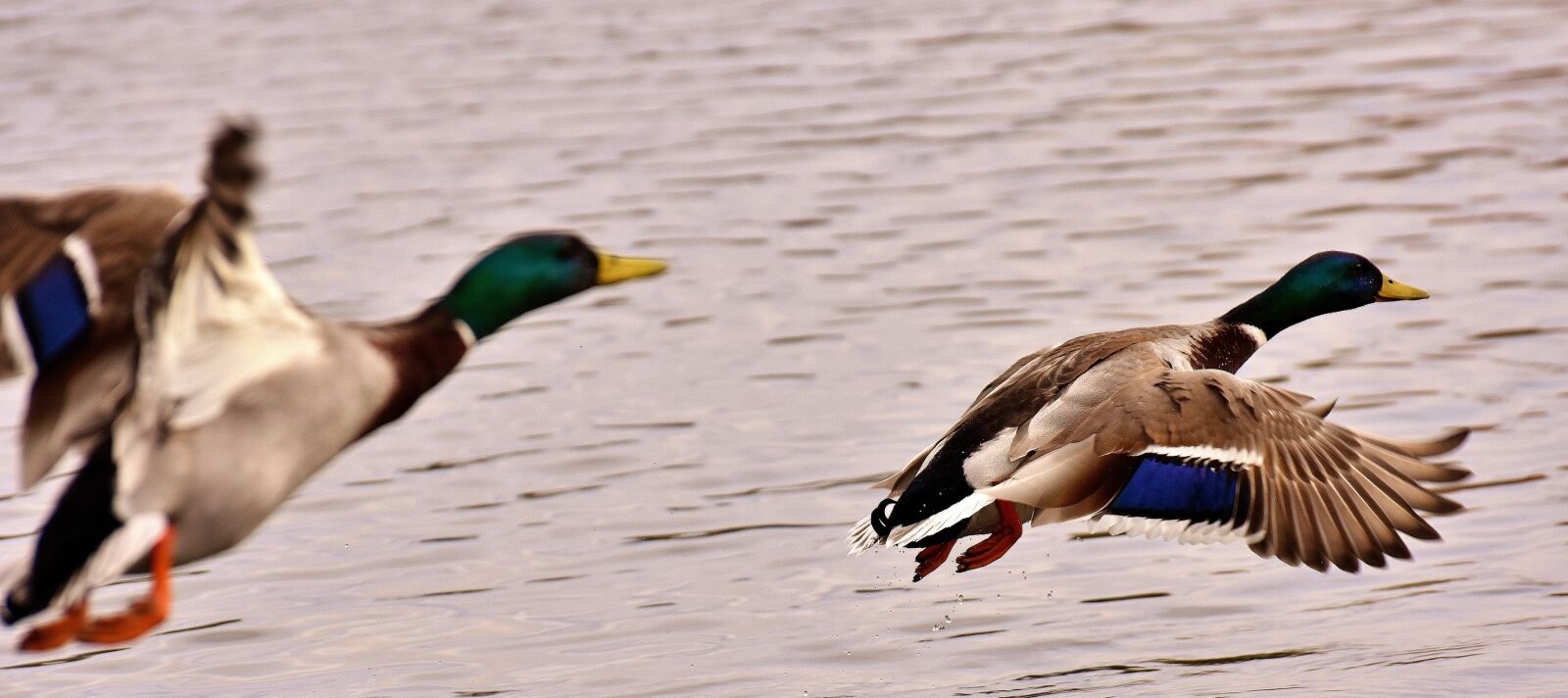 Nikon D7200 sample photo. Ducks, mallards, flight photography