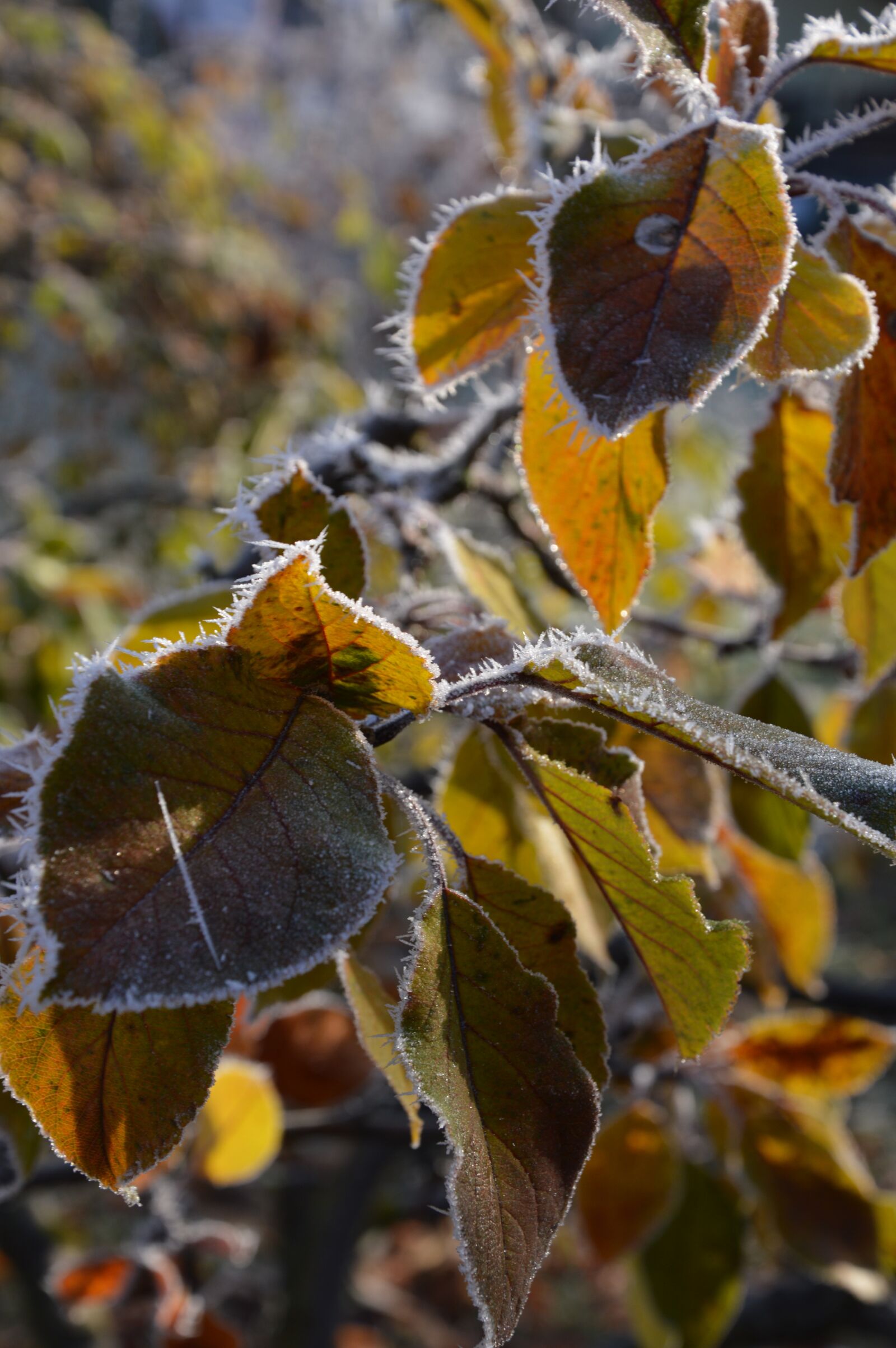 Nikon D3200 sample photo. Autumn, leaves, frost photography