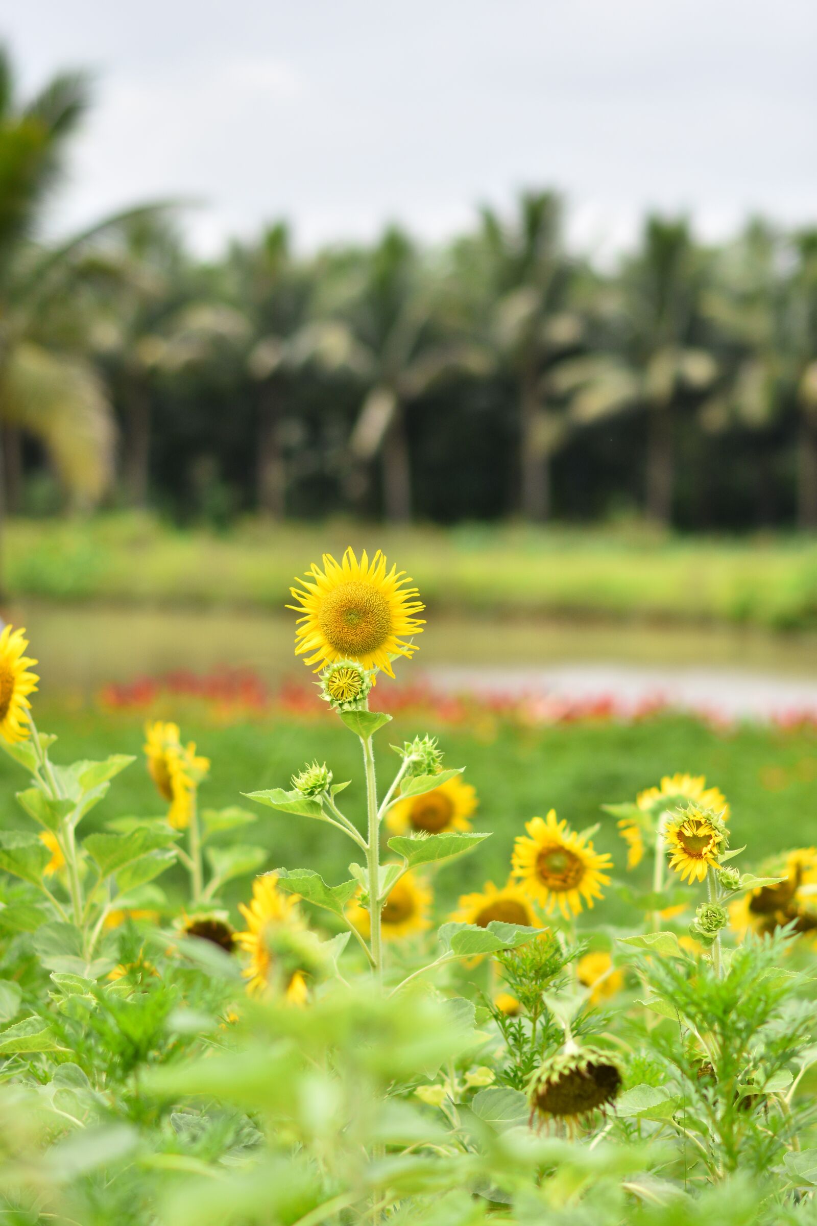 Nikon D7200 sample photo. Sunflower, yellow, flora photography