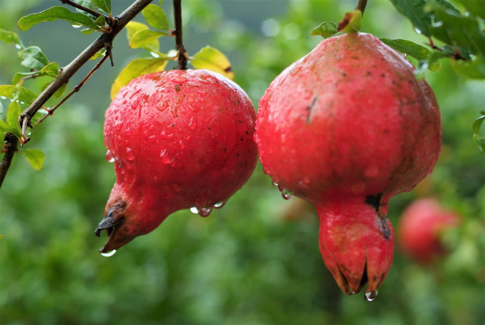 Fujifilm FinePix S3 Pro sample photo. Fruit, pomegranate, estrogen photography