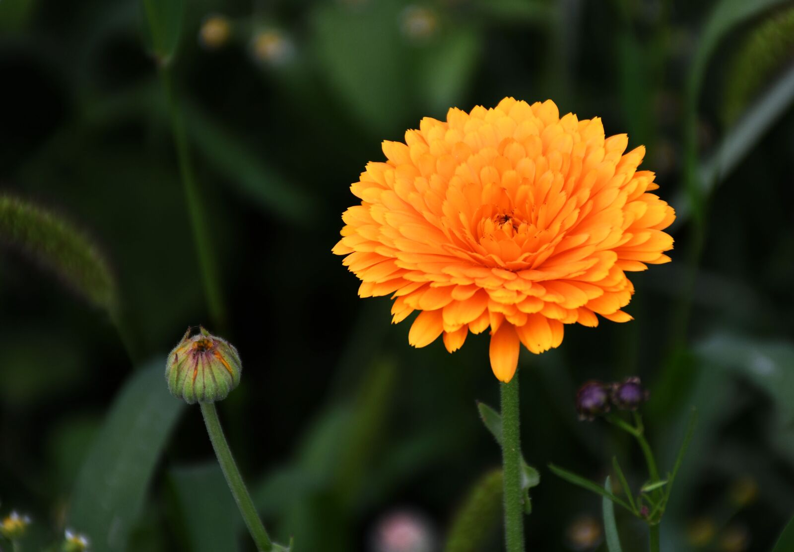 Nikon D7500 sample photo. Nosegay, orange, green photography