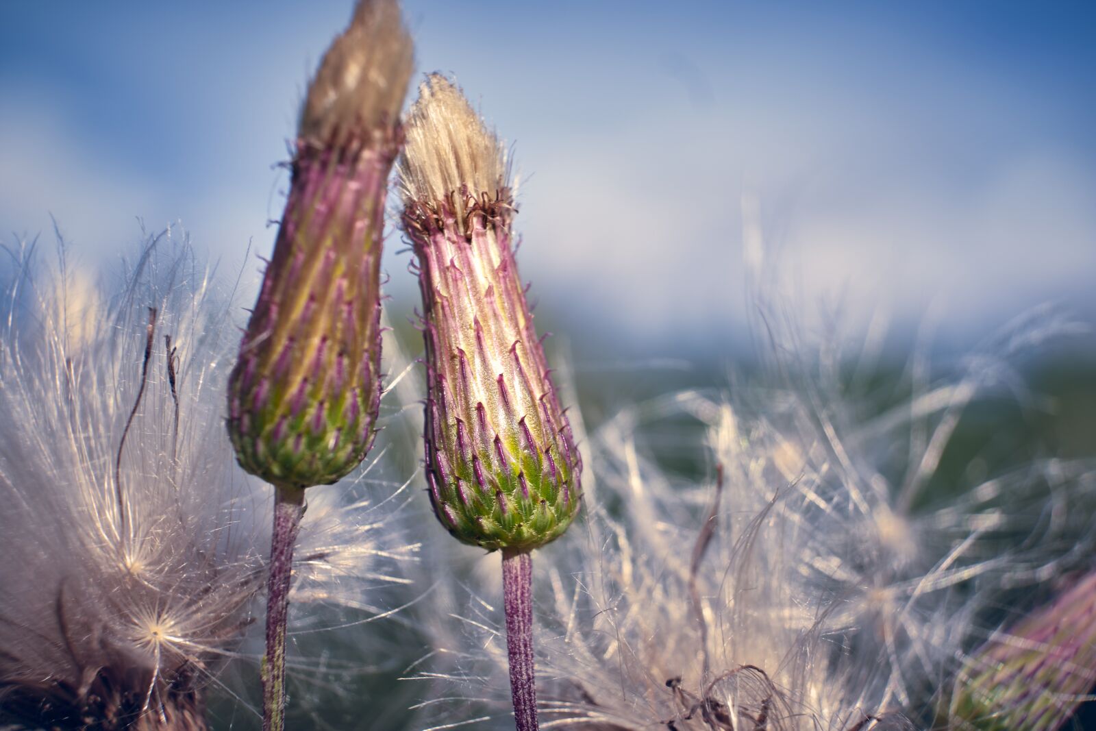 Fujifilm XF 18-55mm F2.8-4 R LM OIS sample photo. Pair, together, swamp scratch photography