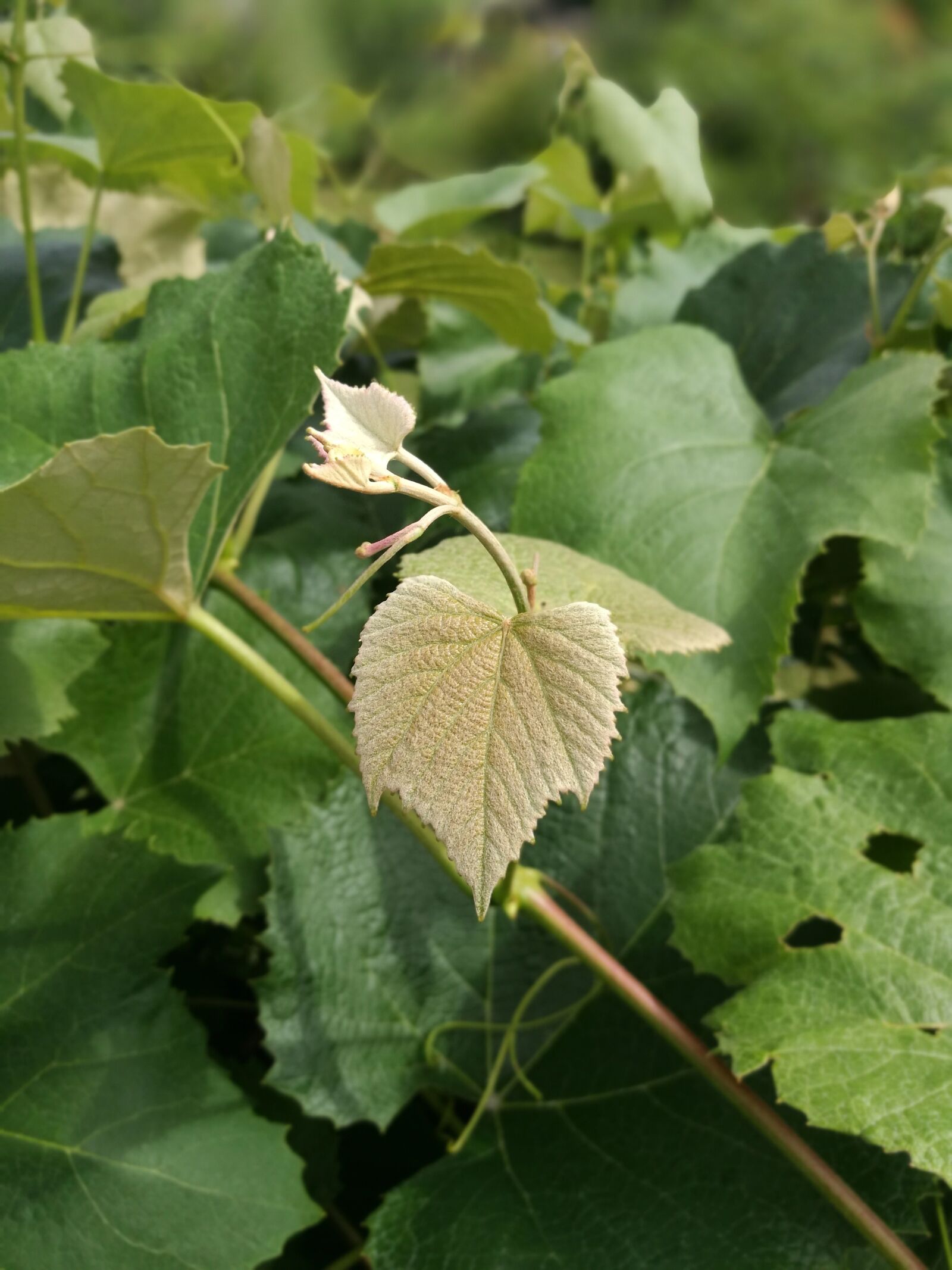 HUAWEI P9 sample photo. Leaf, plant, nature photography