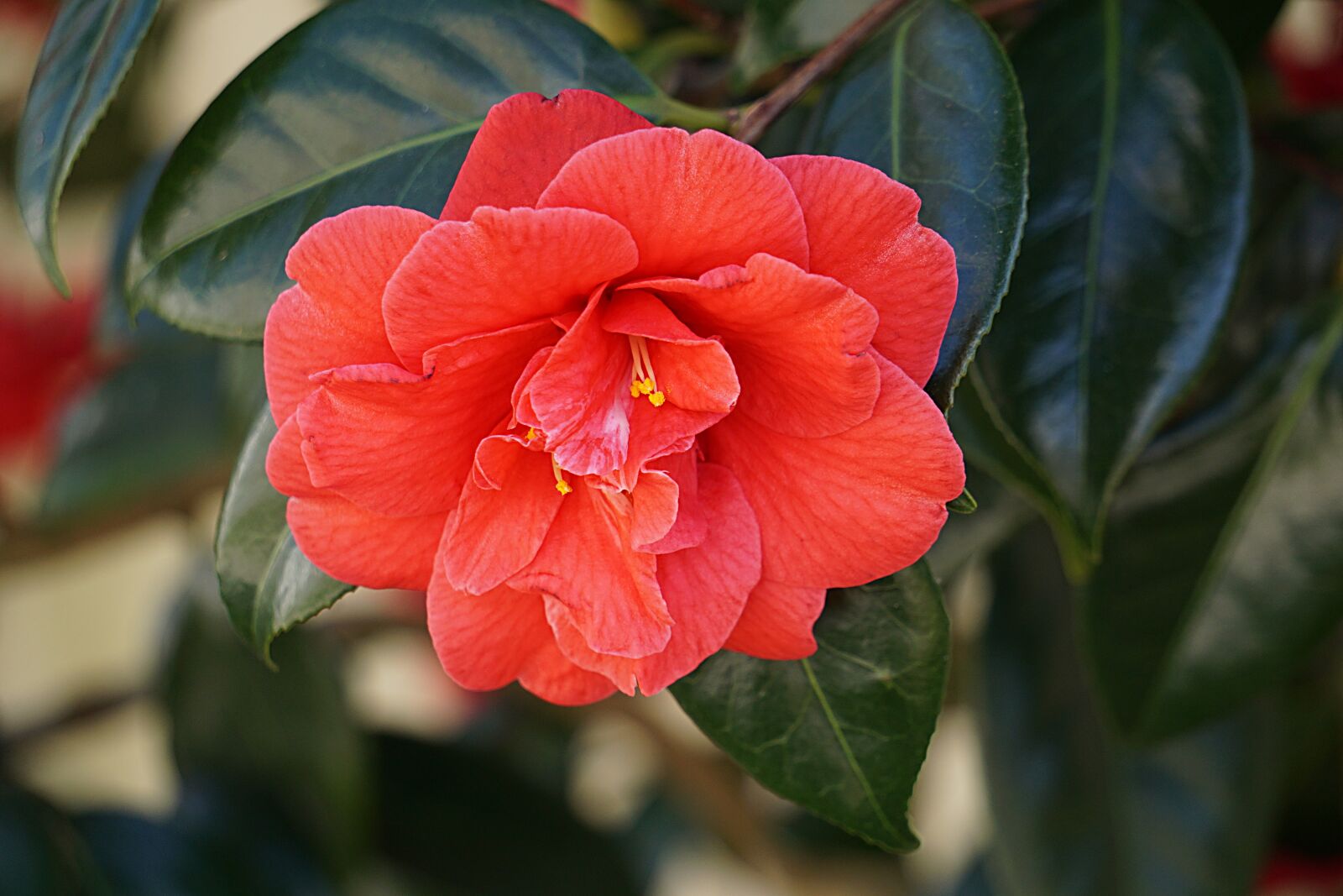 Sony a6000 sample photo. Flower, quince, nature photography