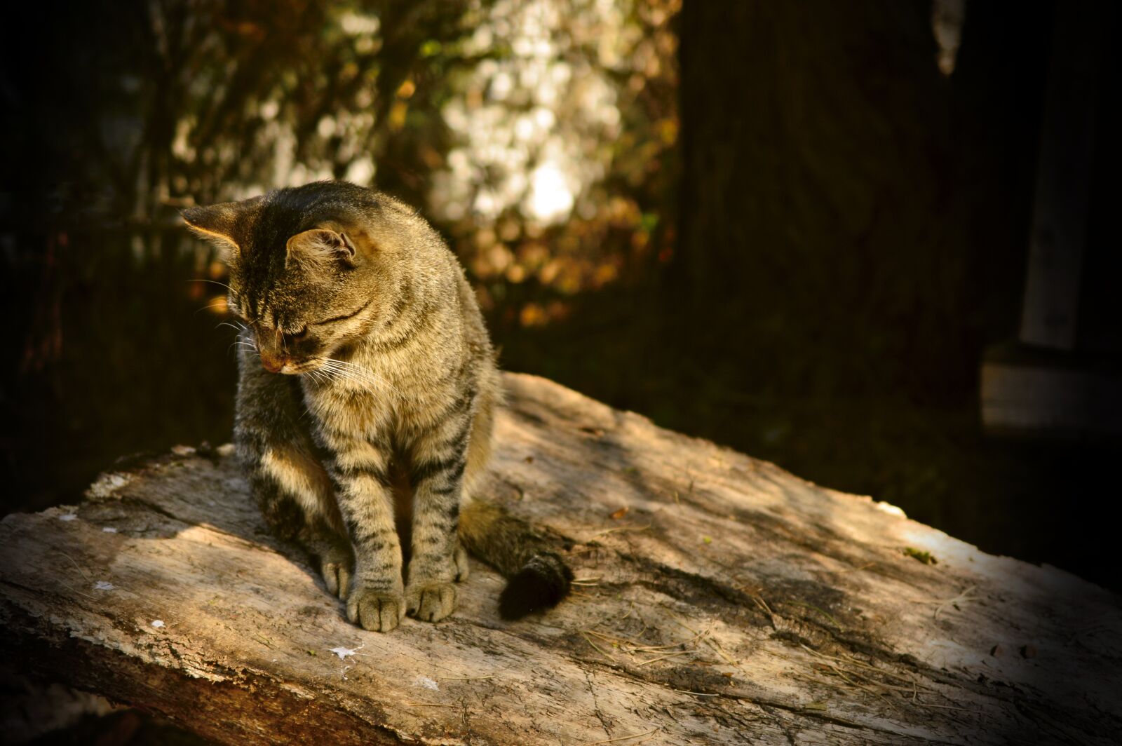 Nikon D3200 sample photo. Cat, pet, animal photography