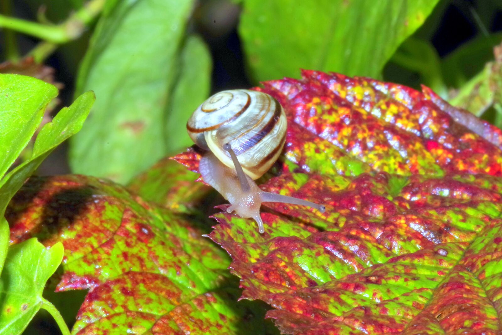 Pentax K-S2 sample photo. Snail, small, tiny photography