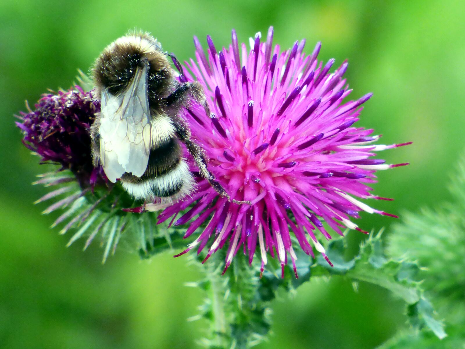 Panasonic DMC-FZ72 sample photo. Insect, bee, flower photography
