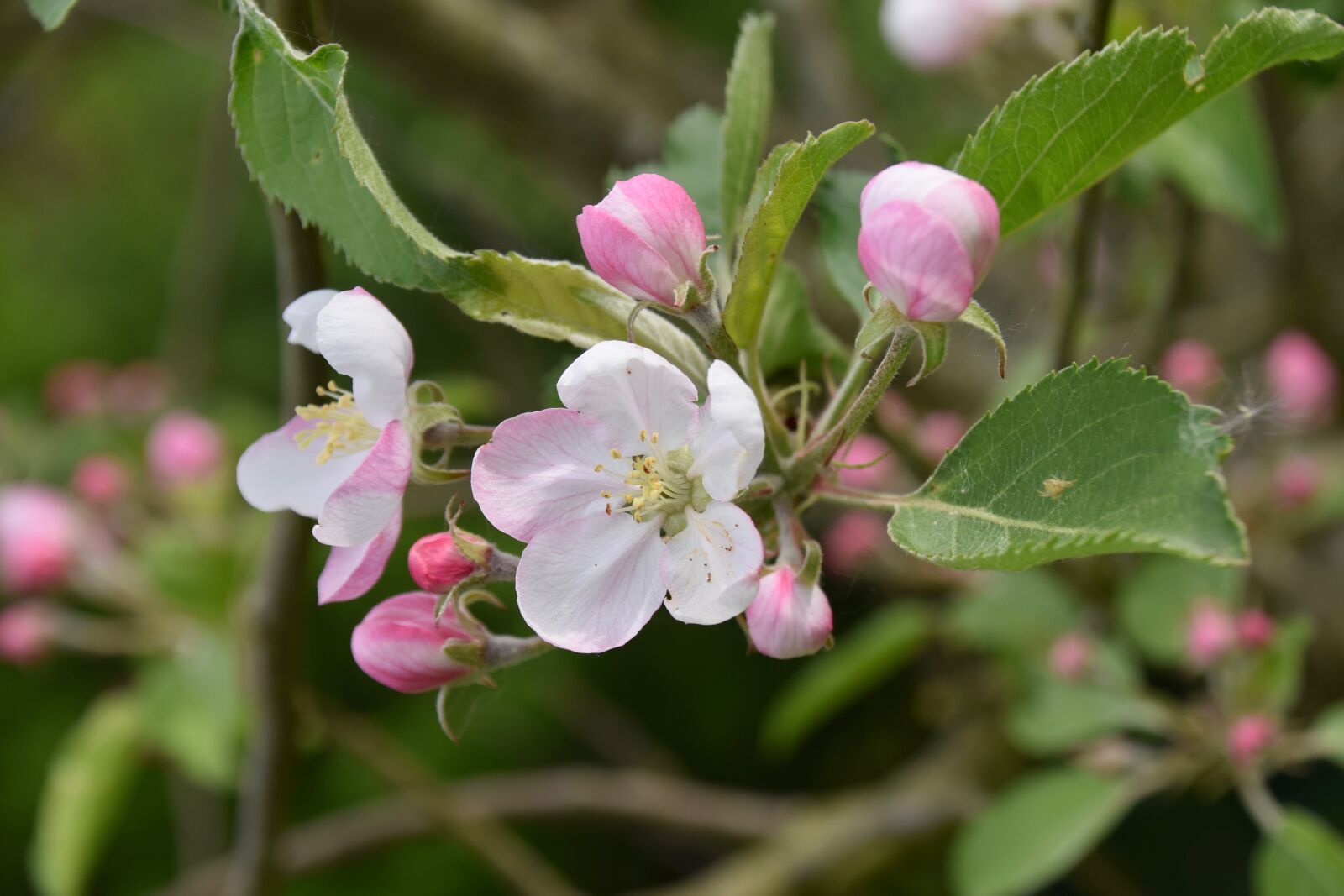 Nikon D5600 sample photo. Flower, flowers of apple photography