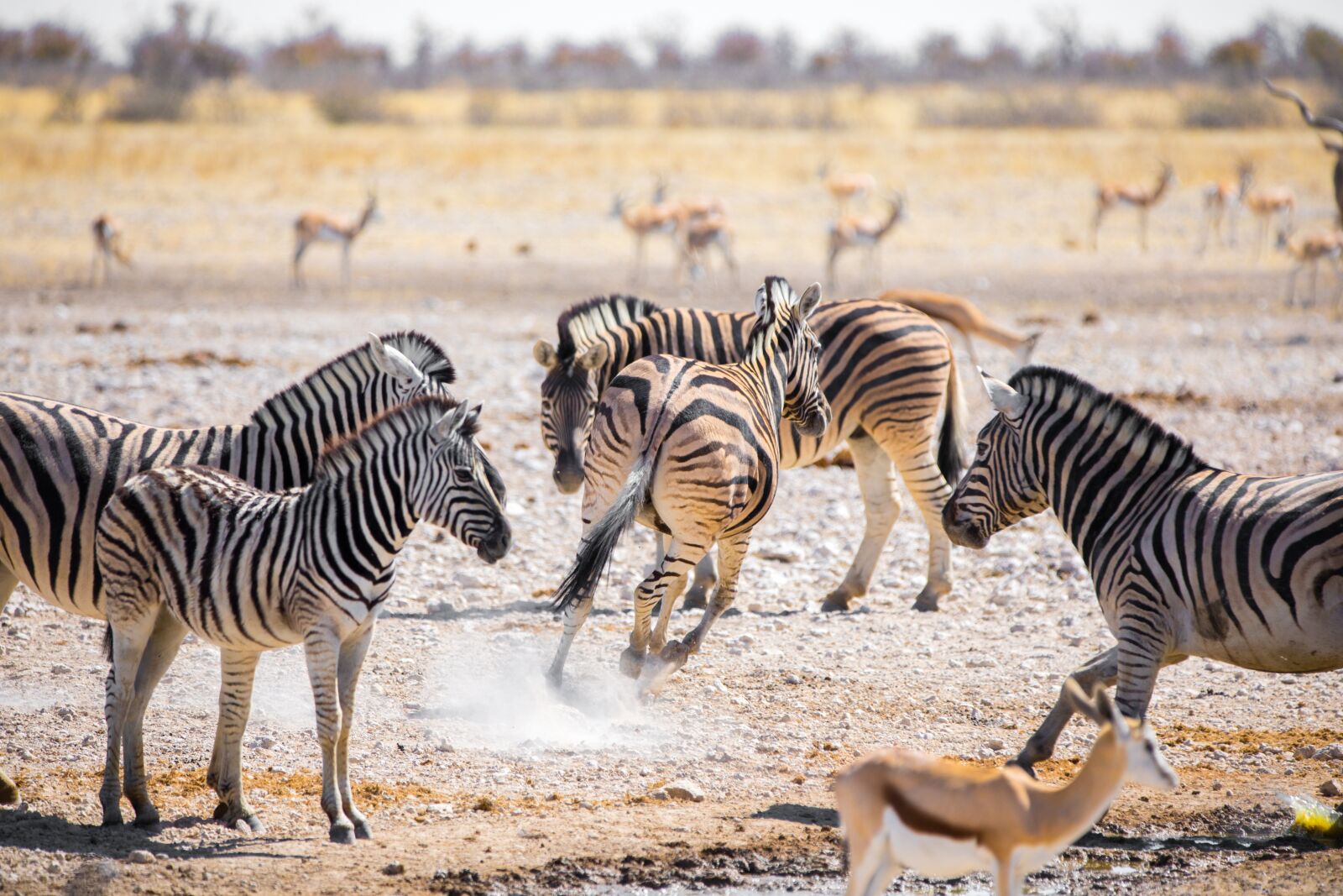 Canon EOS 5D Mark IV + 150-600mm F5-6.3 DG OS HSM | Contemporary 015 sample photo. Zebras, namibia, africa photography