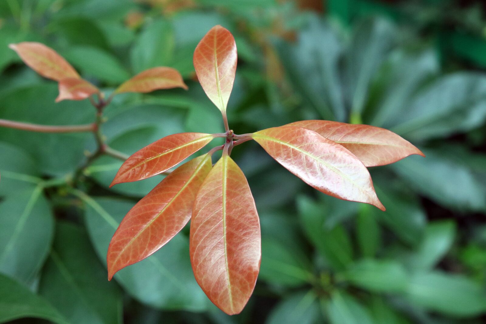 Canon EOS 750D (EOS Rebel T6i / EOS Kiss X8i) sample photo. Leaf, nature, plants photography