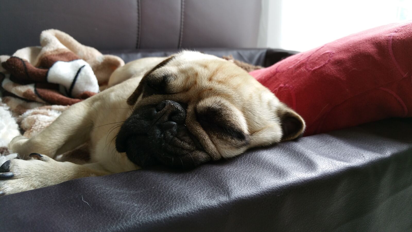 Samsung Galaxy Note4 sample photo. Dog, pug photography