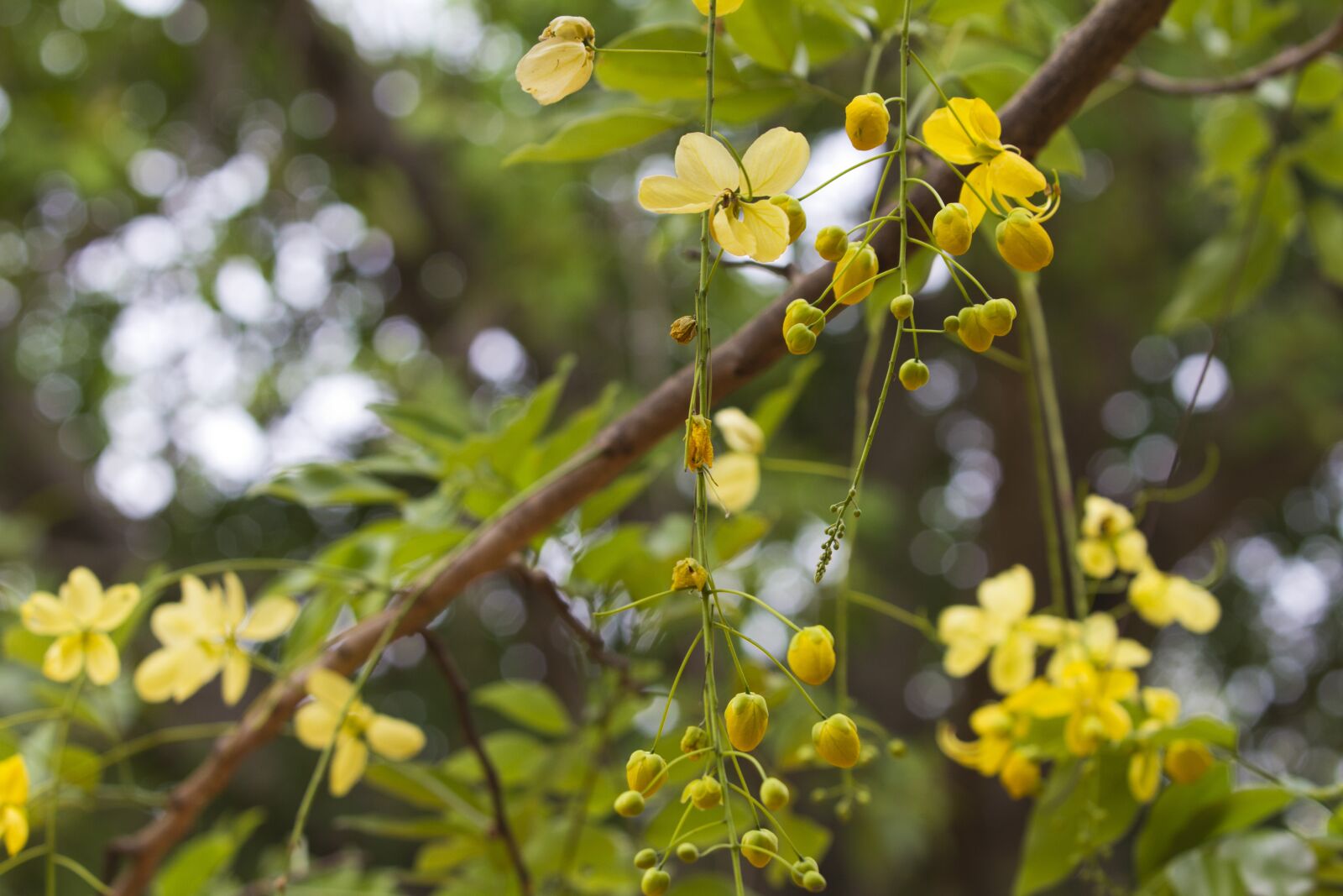 Canon EOS 60D sample photo. Flowers, flower, yellow photography