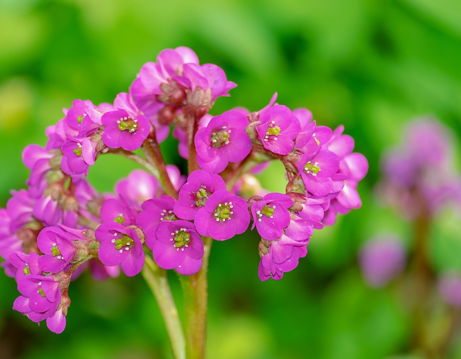 Fujifilm XF 55-200mm F3.5-4.8 R LM OIS sample photo. Bergenia, settled wurz, rock photography