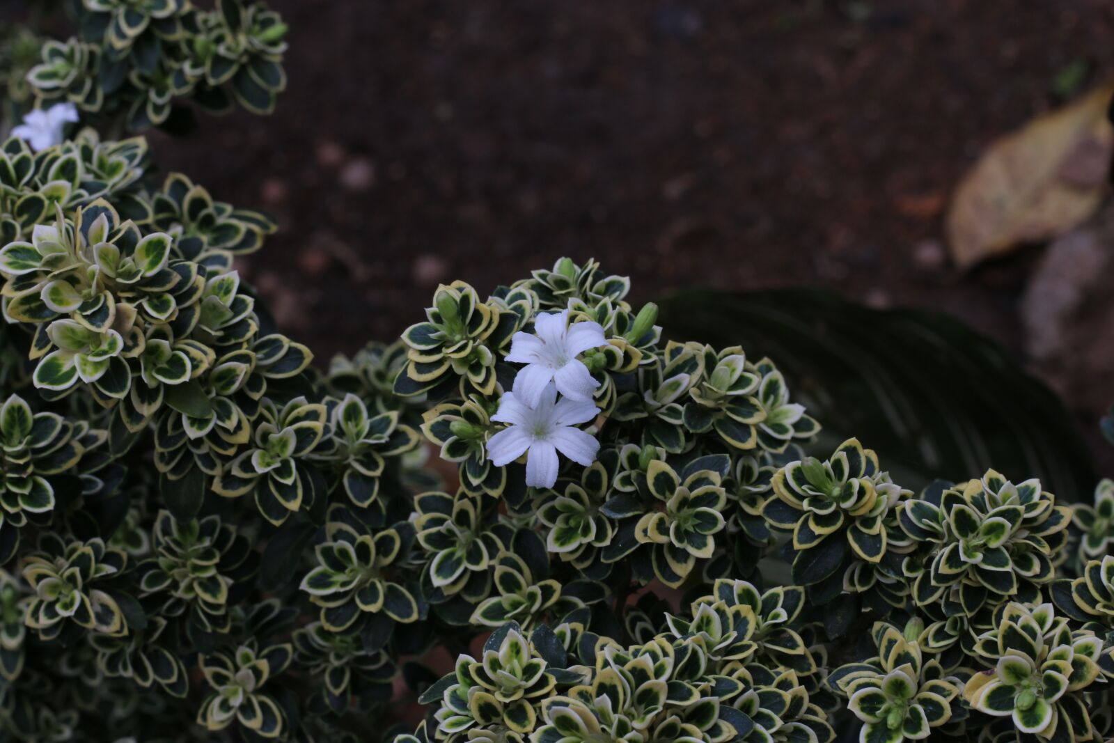 Canon EOS 70D + Canon EF 50mm F1.8 STM sample photo. Flowers, green, nature photography