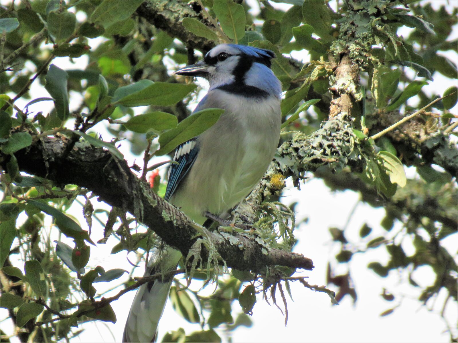 Canon PowerShot SX60 HS sample photo. Bird, blue jay, blue photography