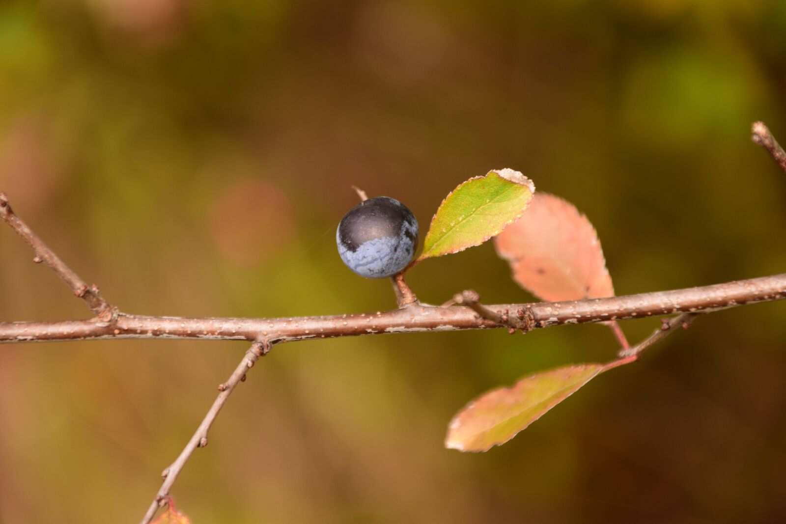Nikon D3300 sample photo. Blackthorn, prunus spinosa, schlehendorn photography