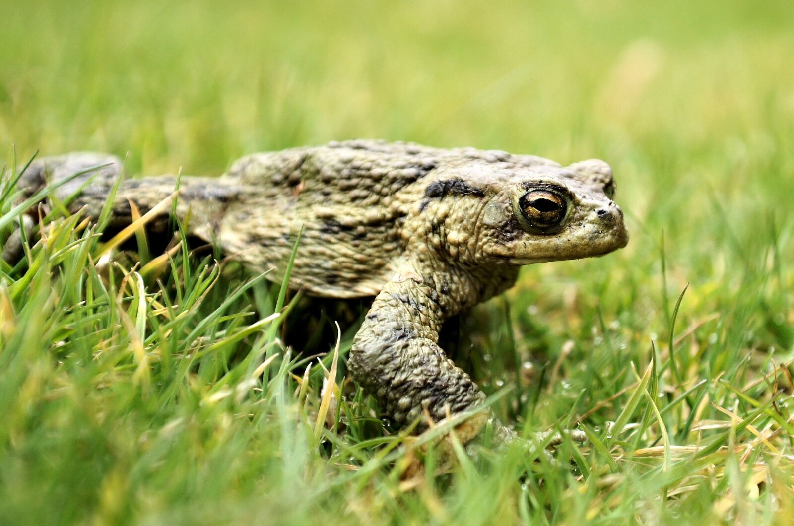 Sony Alpha DSLR-A500 sample photo. Frog, green, nature photography