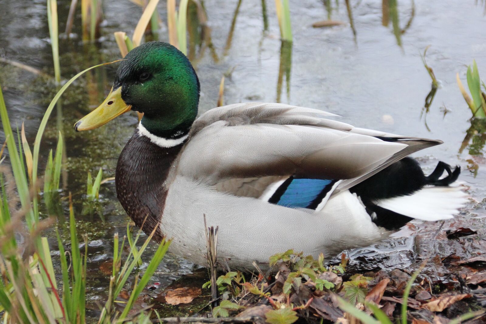 Canon EOS 550D (EOS Rebel T2i / EOS Kiss X4) sample photo. Waterfowl, duck, drake photography
