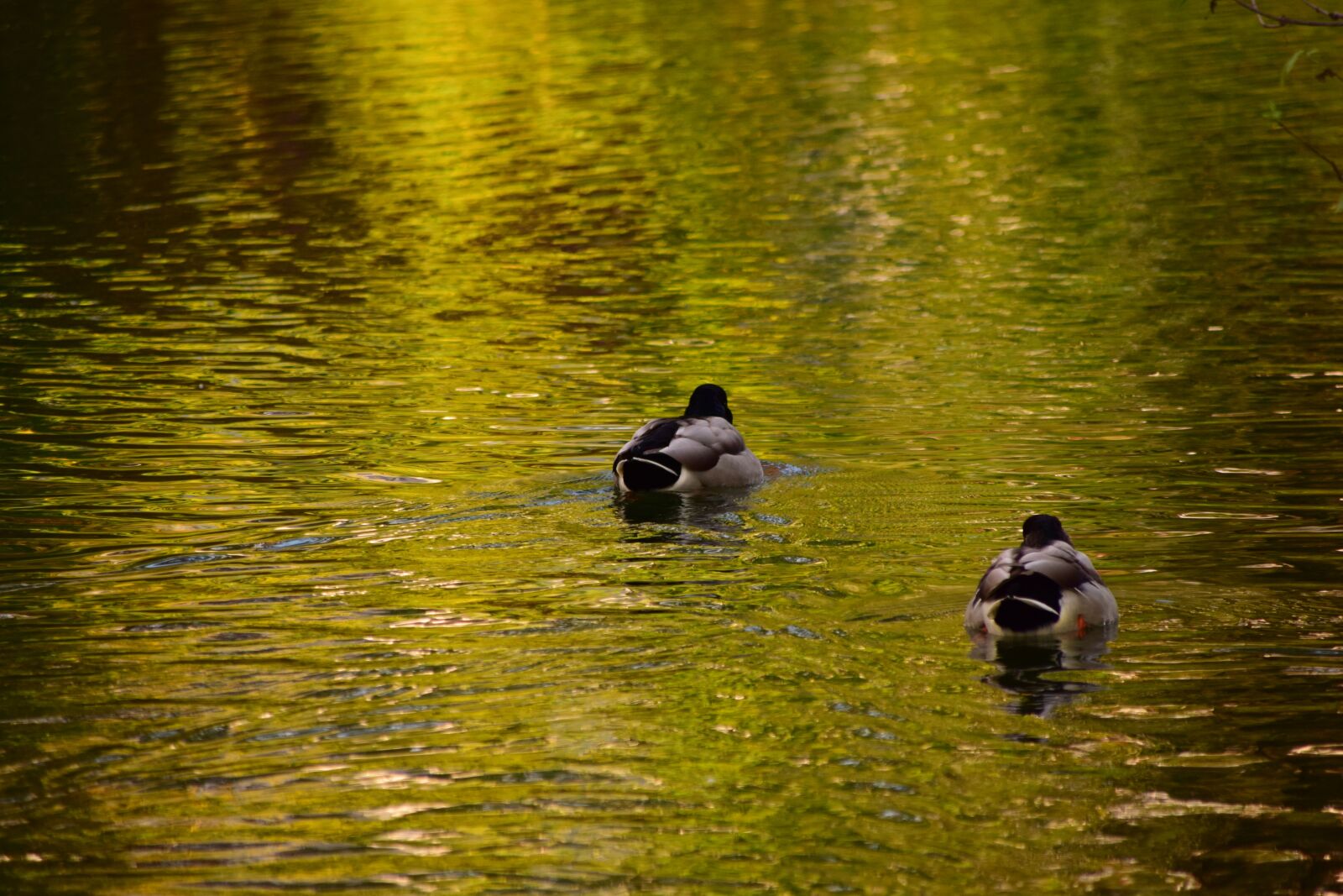 Nikon D3300 sample photo. Duck, water, animal photography