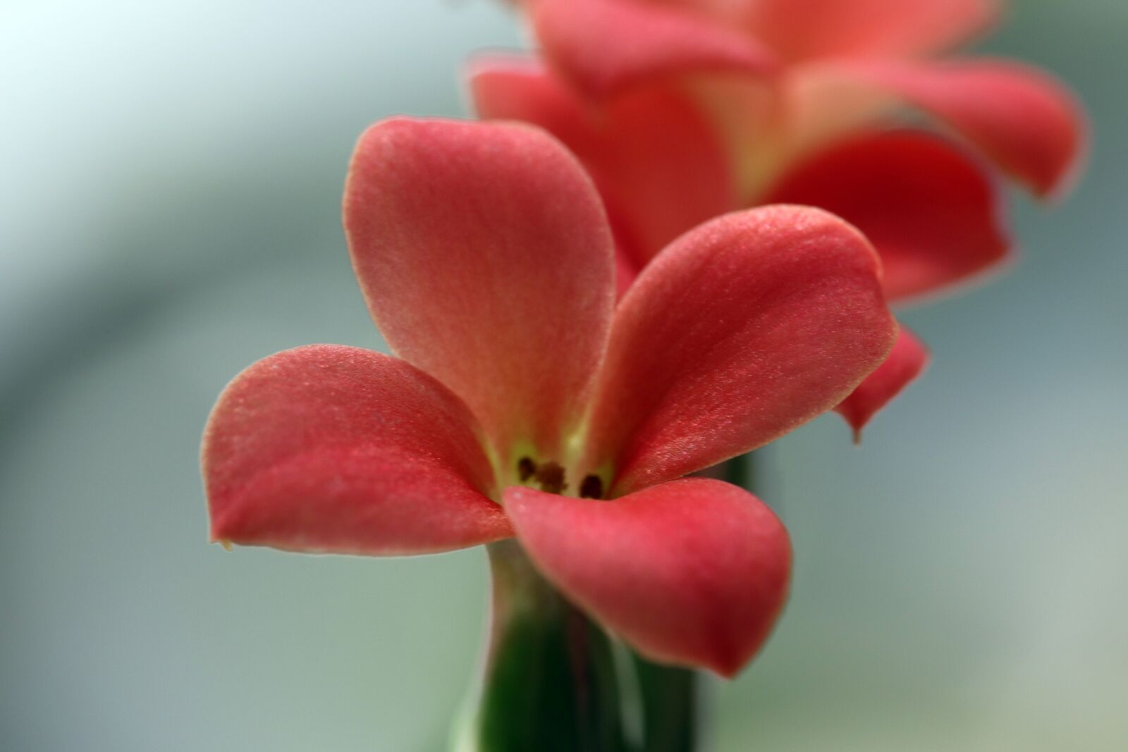 Canon EOS 800D (EOS Rebel T7i / EOS Kiss X9i) sample photo. Mini potted, flowers, potted photography