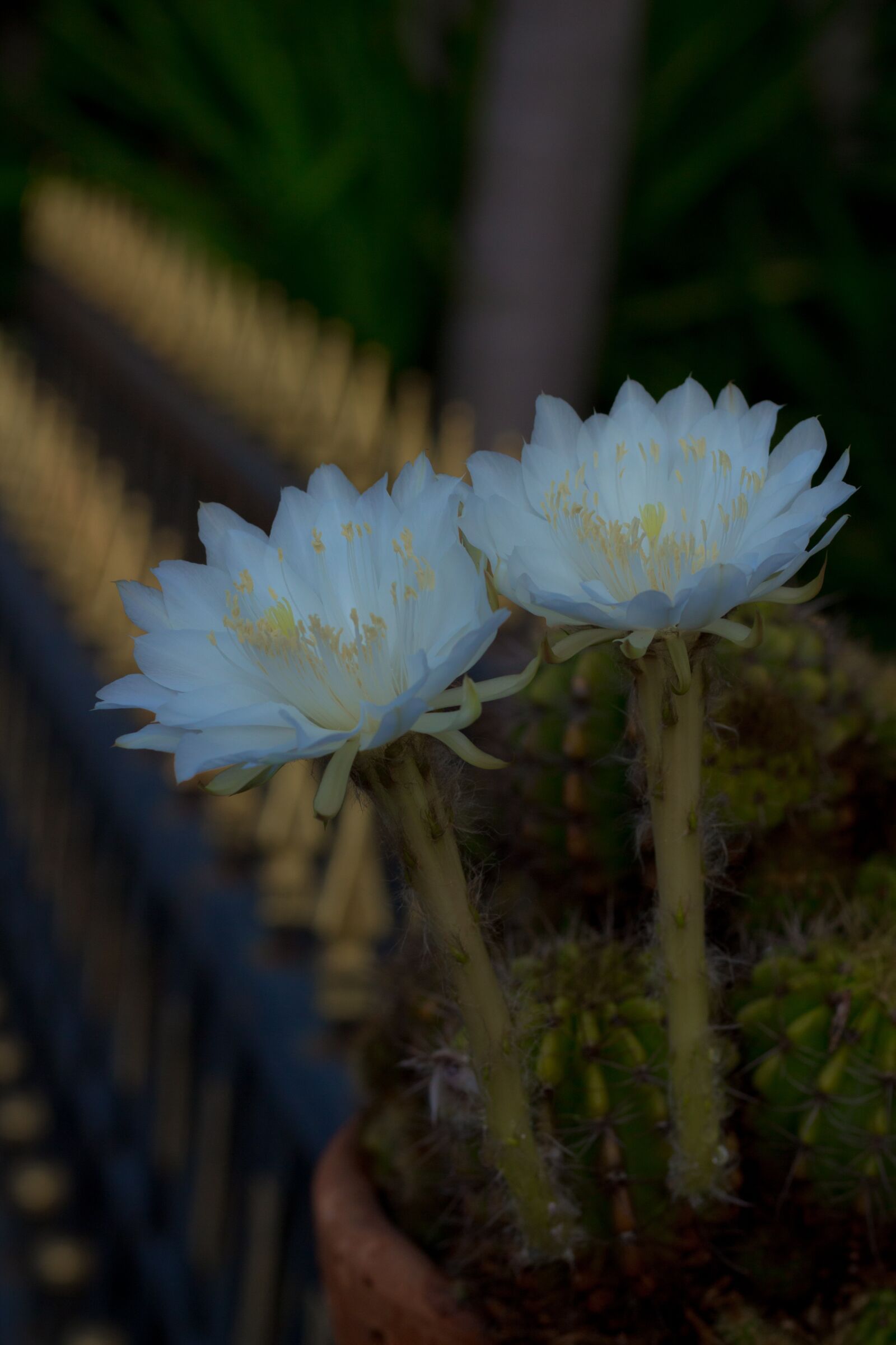 Canon EOS 700D (EOS Rebel T5i / EOS Kiss X7i) + Canon EF 50mm F1.8 STM sample photo. Flower, white, cantus photography