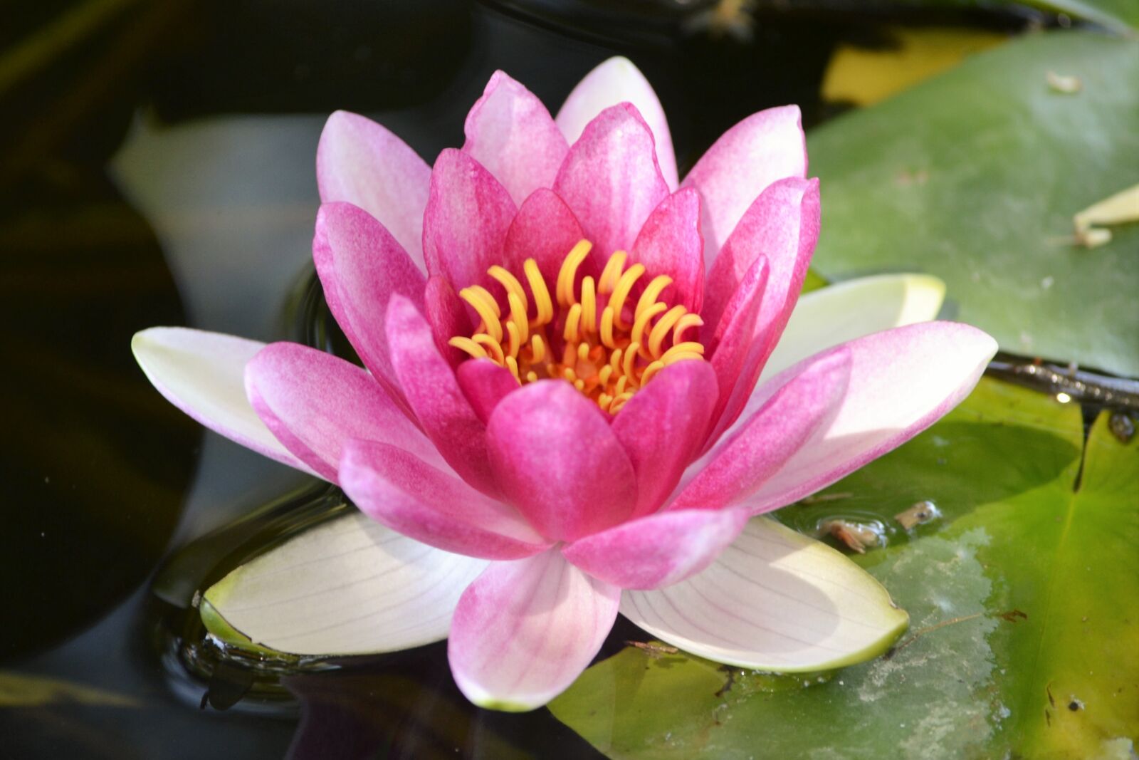 Nikon D3100 sample photo. Lotus, garden, pond photography