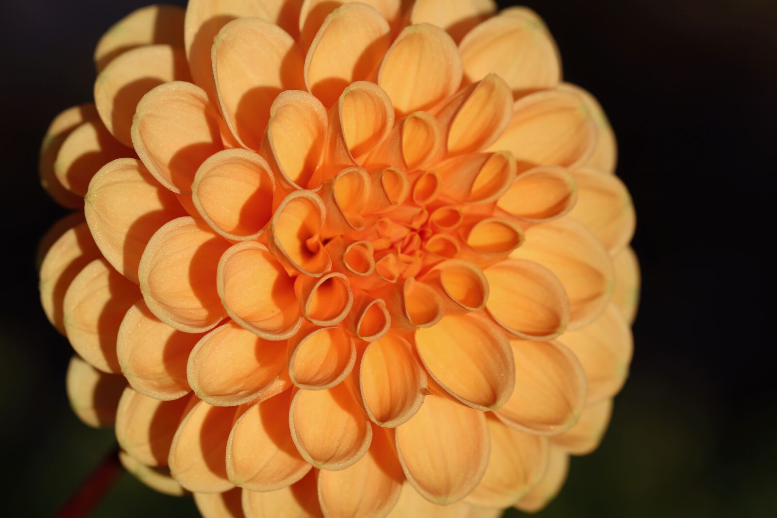 Canon EOS 800D (EOS Rebel T7i / EOS Kiss X9i) sample photo. Dahlia, dahlia flower, blossom photography