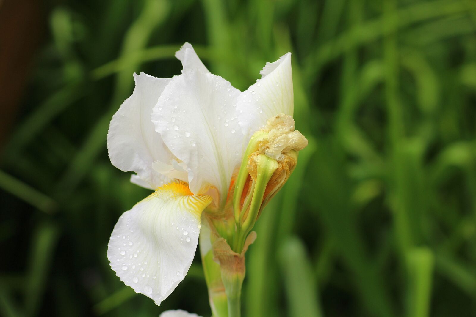 Canon EOS 1200D (EOS Rebel T5 / EOS Kiss X70 / EOS Hi) sample photo. Iris, flower, spring photography