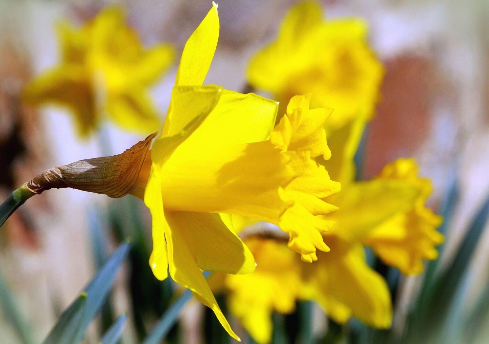 Nikon D5100 sample photo. Plant, daffodil, flower, bloom photography