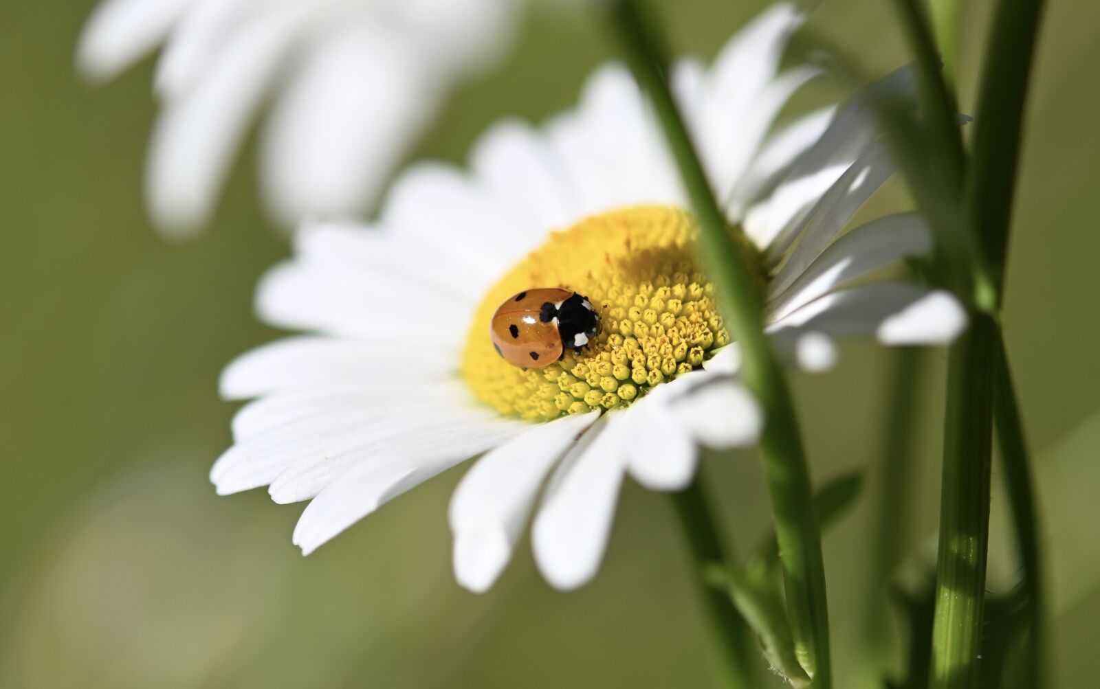 Nikon Z6 sample photo. Ladybug, beetle, spotted photography
