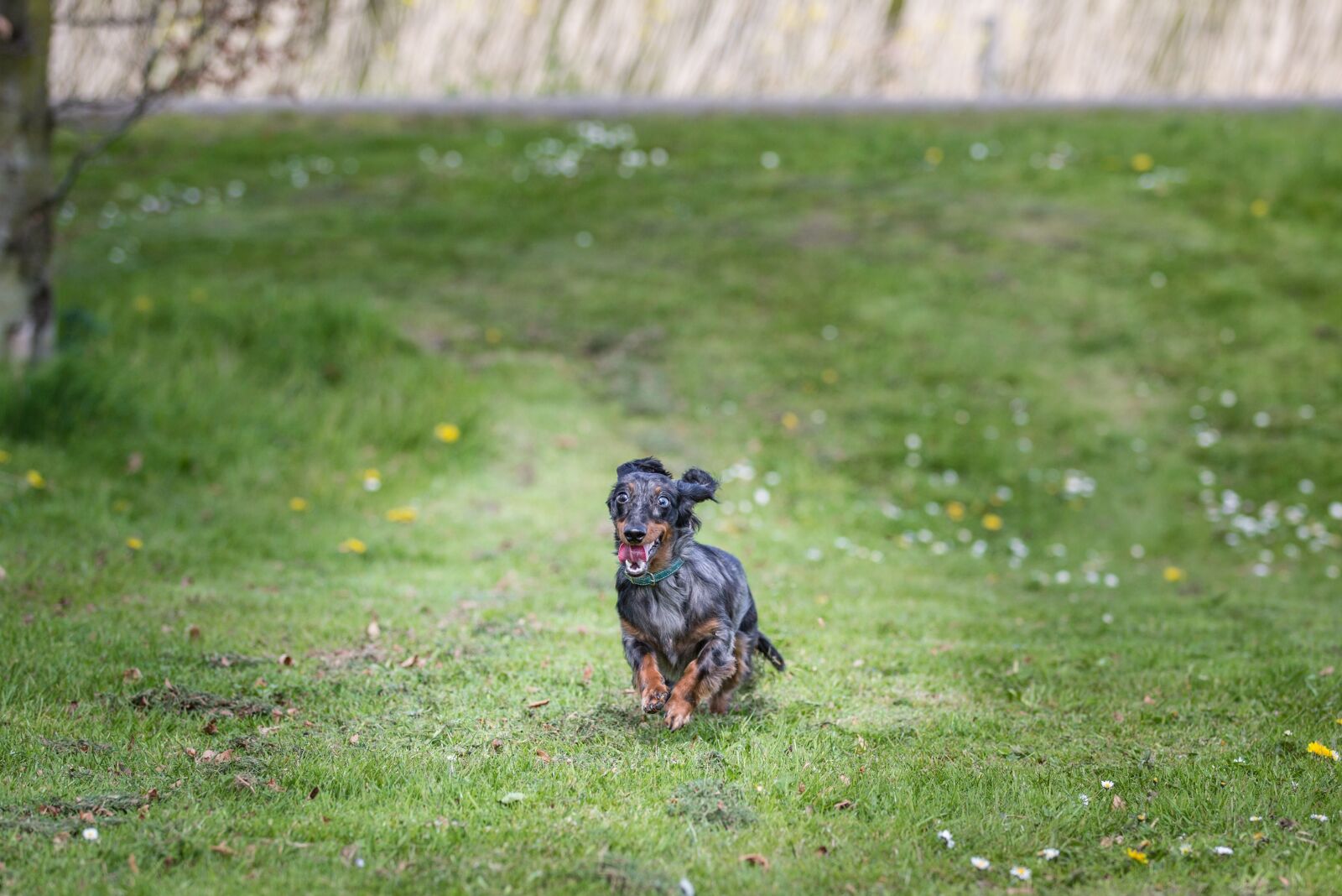 Canon EF 70-200mm F2.8L IS II USM sample photo. Nature, dog, outdoor photography