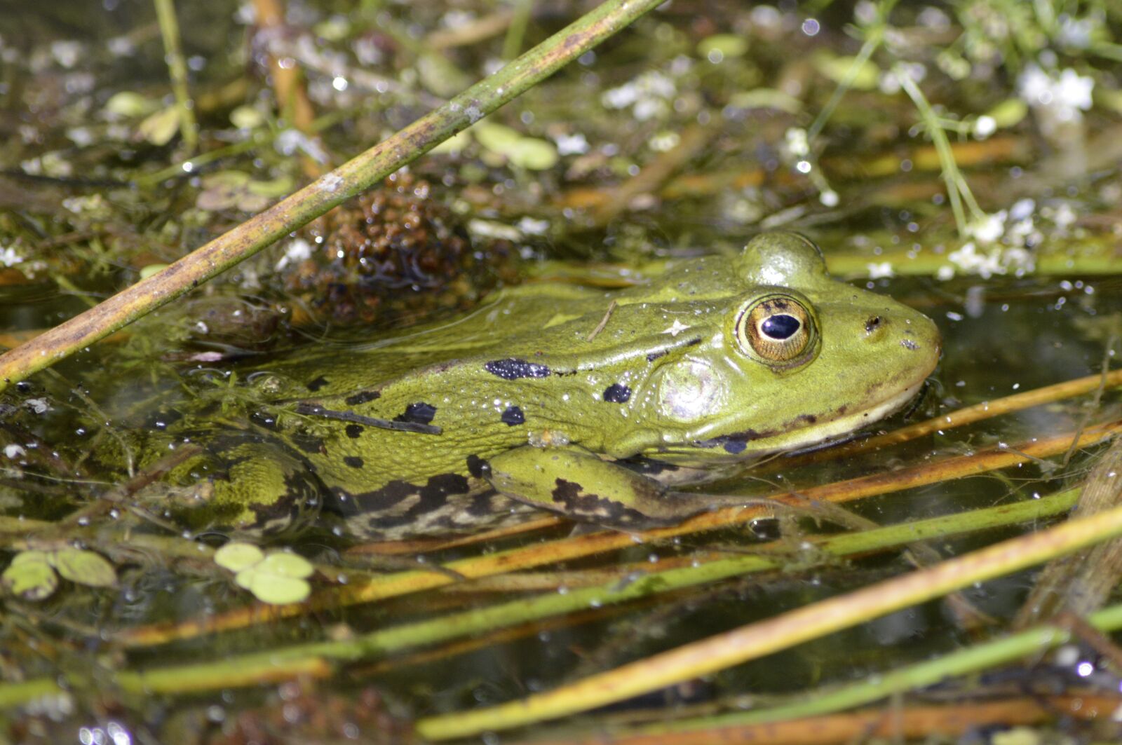 Nikon D3200 sample photo. Frog, pond, nature photography