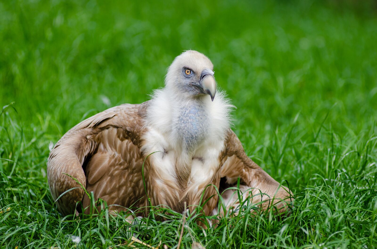 Nikon D7000 sample photo. Animal, avian, bird photography