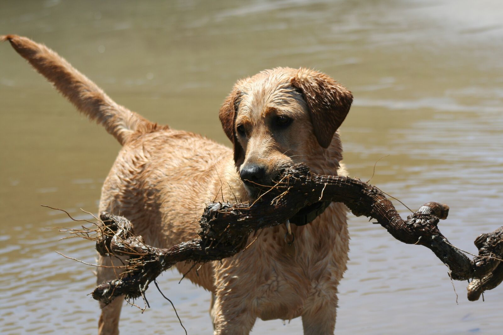 Canon EOS 350D (EOS Digital Rebel XT / EOS Kiss Digital N) sample photo. Labrador, dog, animal photography