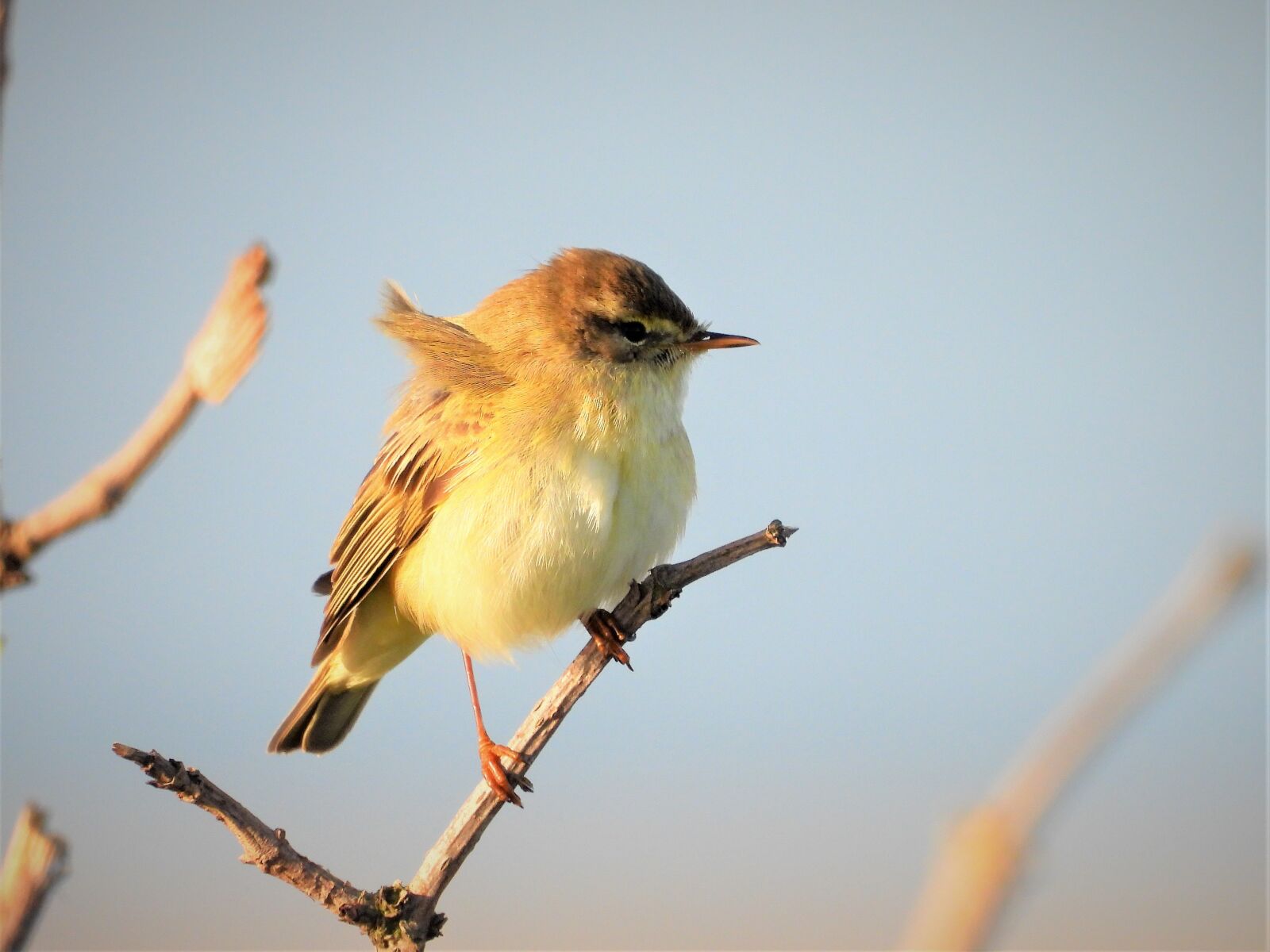 Nikon Coolpix P1000 sample photo. Songbird, bird, songbirds photography