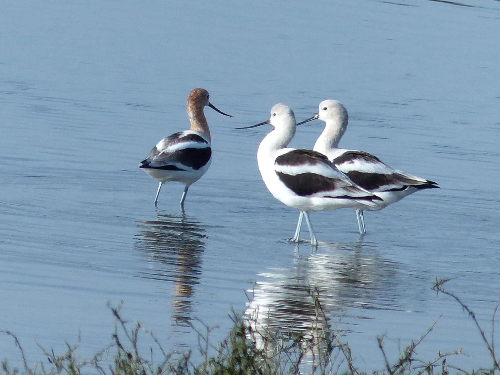 Panasonic Lumix DMC-FZ200 sample photo. Birds, shorebirds, wild, american photography