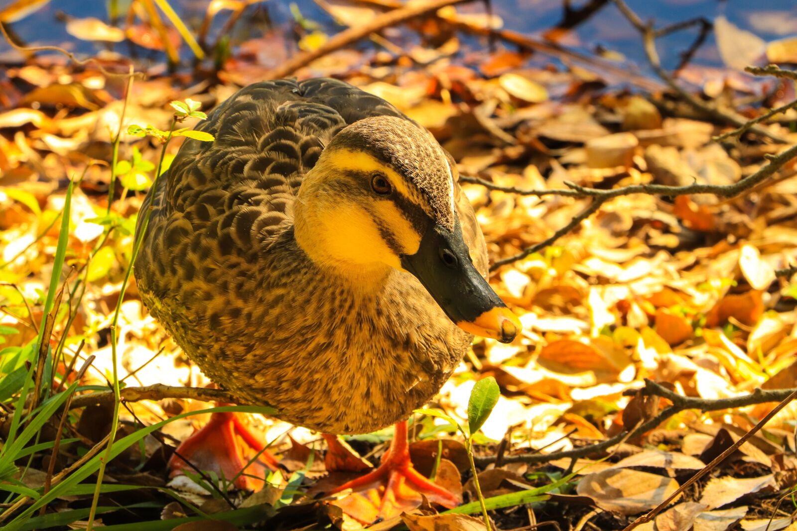 Canon EOS 77D (EOS 9000D / EOS 770D) sample photo. Duck, park, wild birds photography