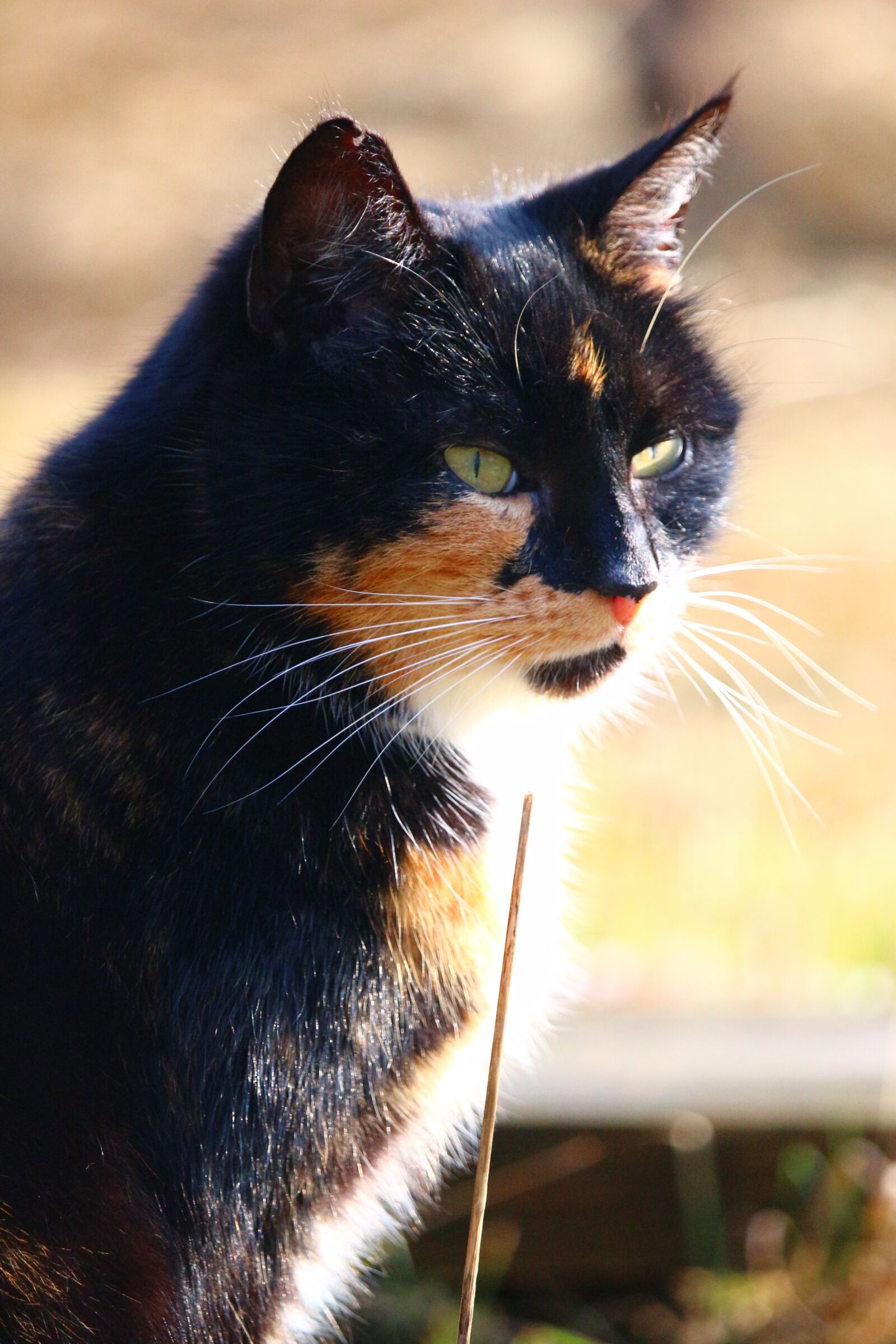 Canon EOS 100D (EOS Rebel SL1 / EOS Kiss X7) sample photo. Cat, lucky cat, three photography