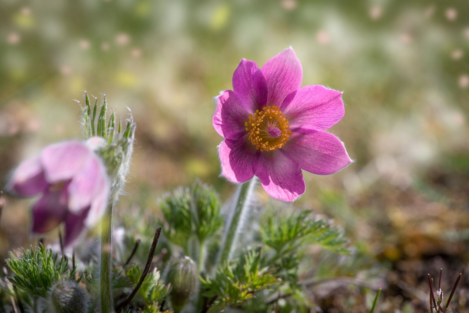 Nikon D750 sample photo. Anemone, flower, blossom photography