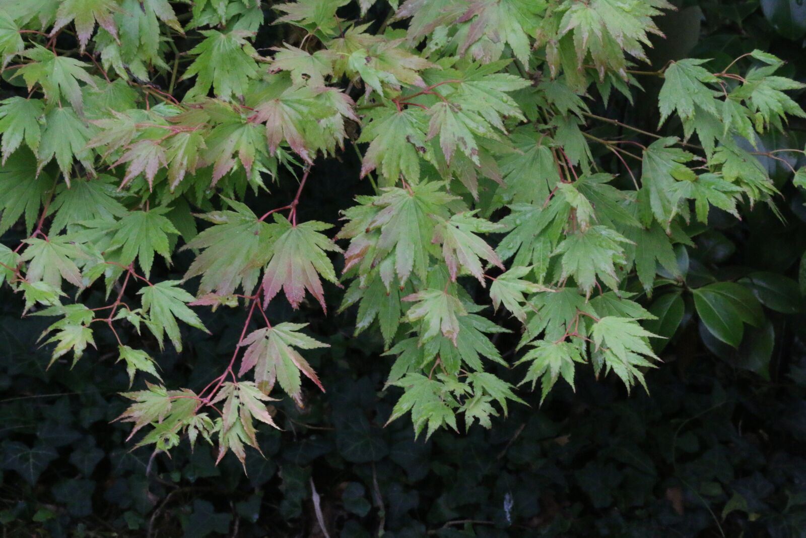 Canon EOS 70D sample photo. Acer, leaves, tree photography