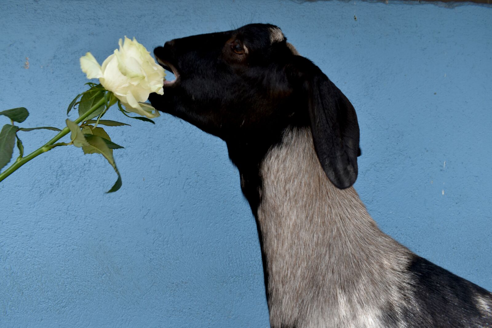 Nikon D3500 sample photo. Roses, rose, love photography