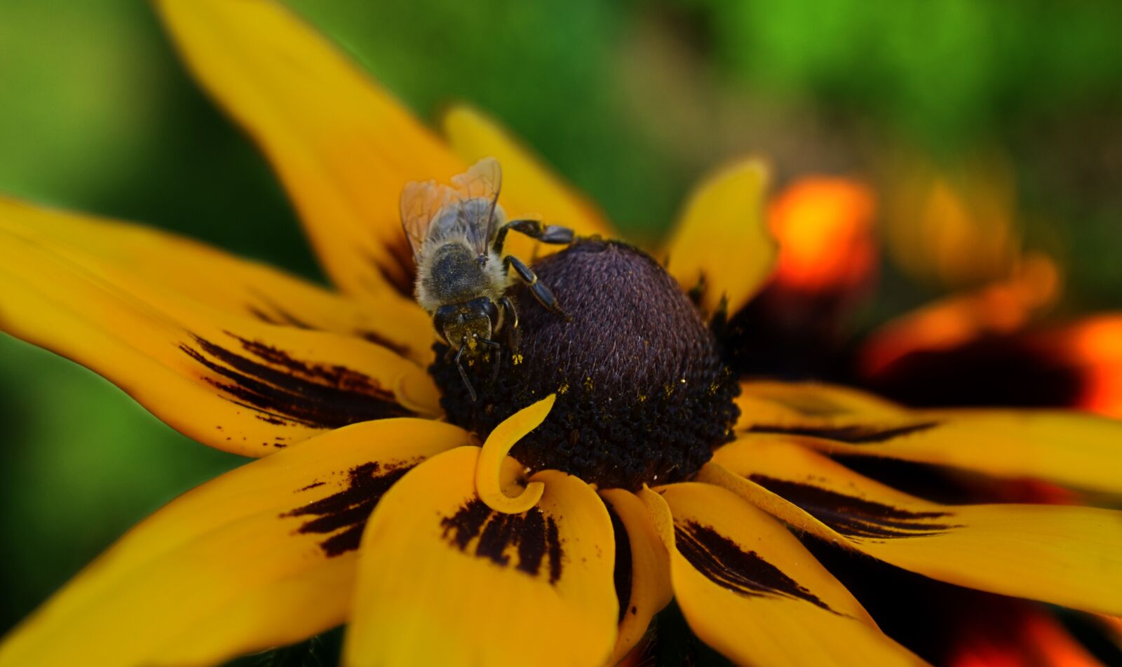 Nikon D5100 sample photo. Nature, flower, yellow photography