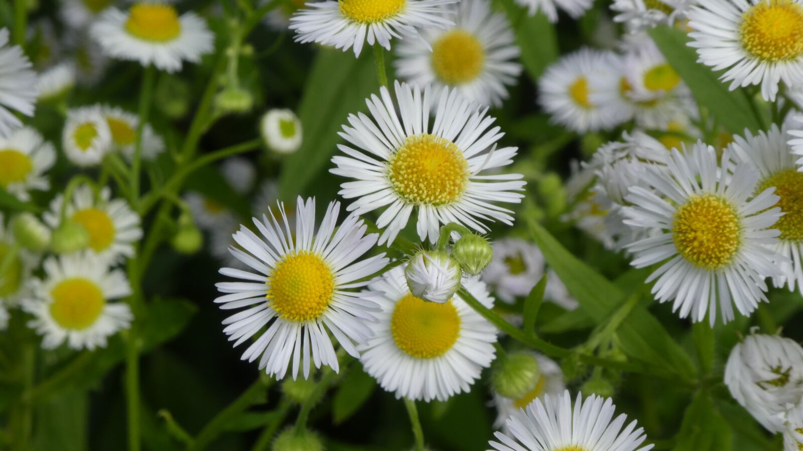 Panasonic DMC-TZ81 sample photo. White blossom, rays, wild photography