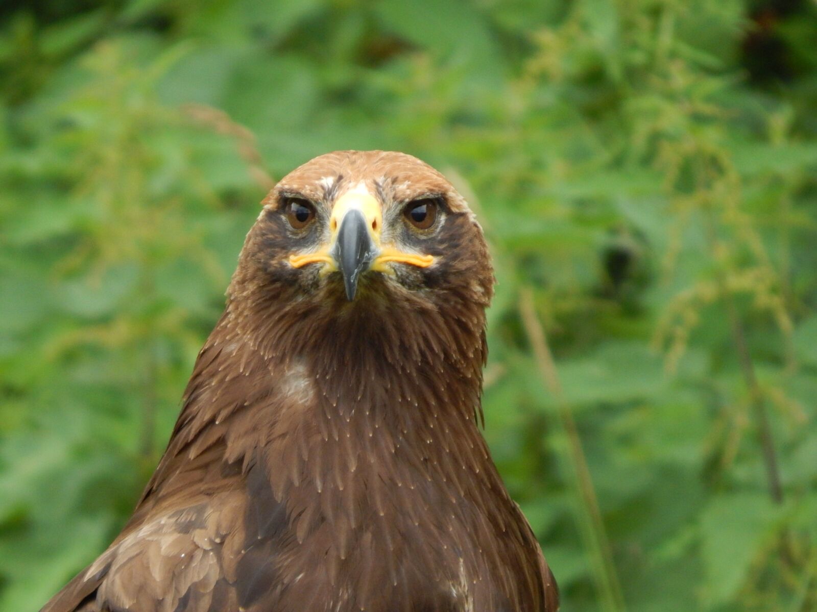 Nikon Coolpix L830 sample photo. Nature, animal world, bird photography