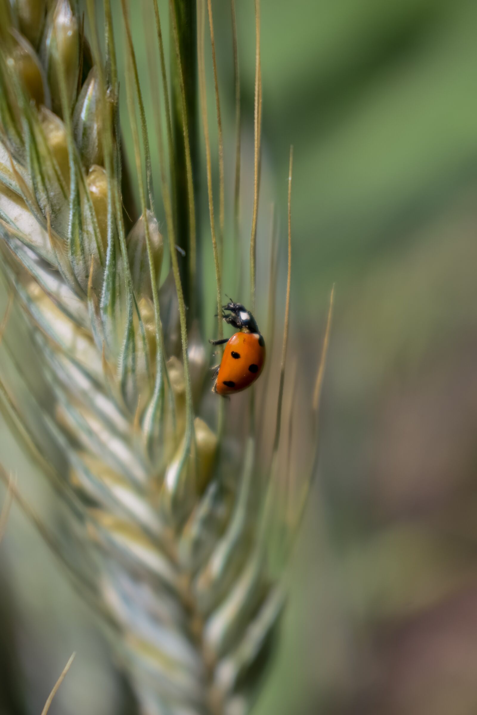 Nikon D3300 sample photo. Field, summer, insect photography