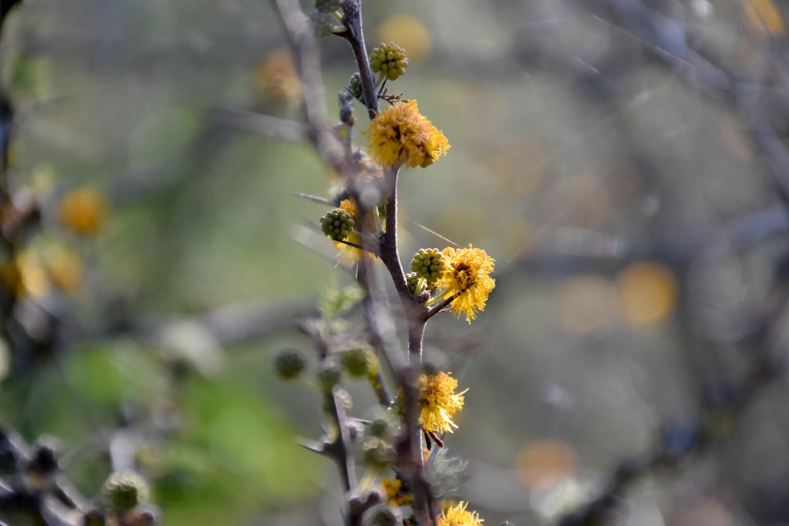Nikon D7200 sample photo. Flowers, plants, nature photography